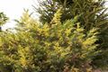 Juniperus pfitzeriana Blue and Gold Jałowiec Pfitzera